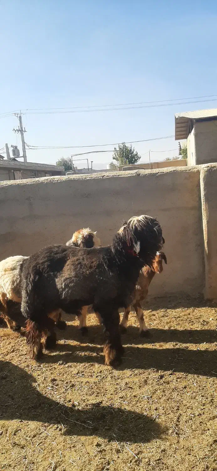 کهره شاخ جفت و بره جنس دار بذری (تخمی)|حیوانات مزرعه|شیراز, کوشک بیدک|دیوار