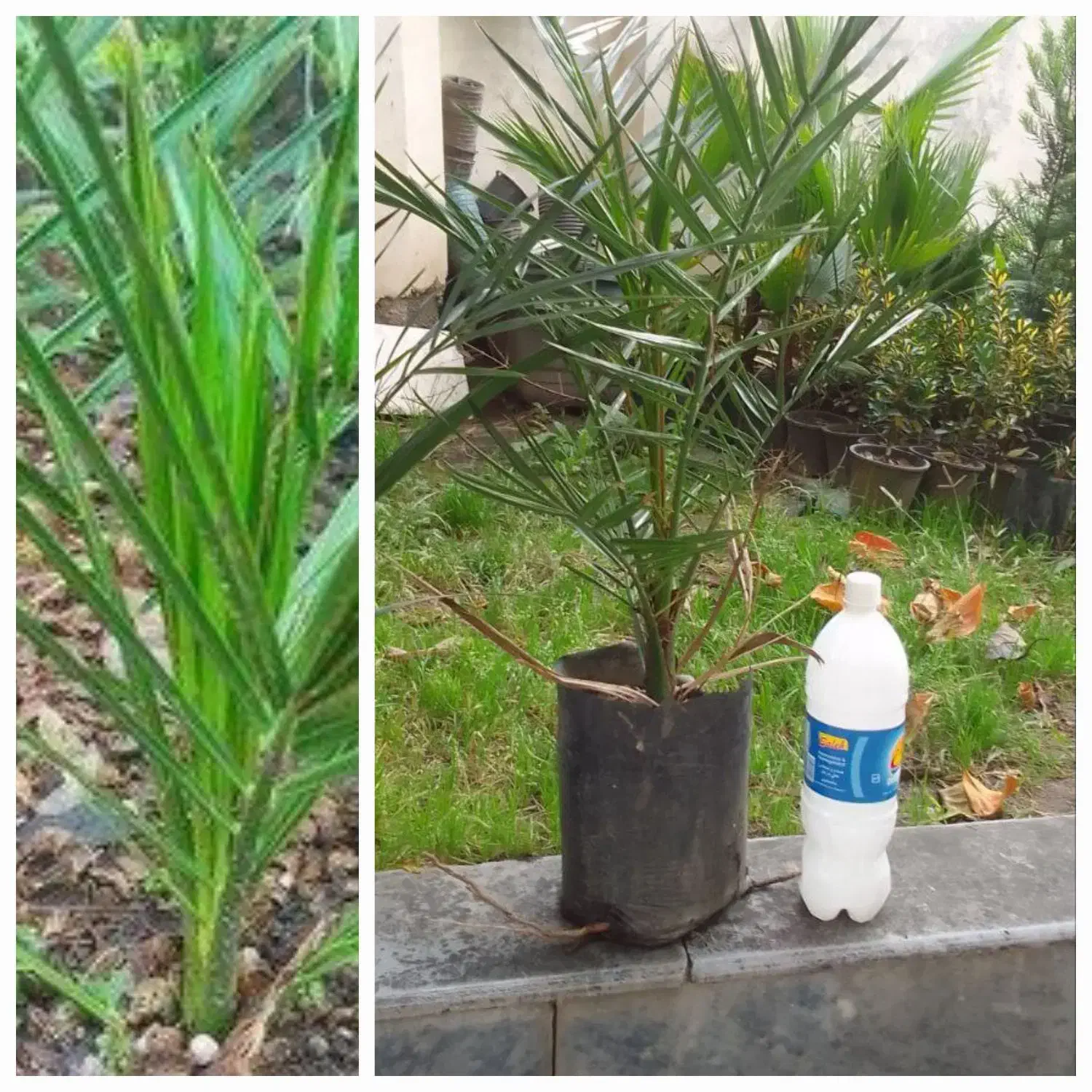 گل وگیاه|گل و گیاه طبیعی|آمل, |دیوار