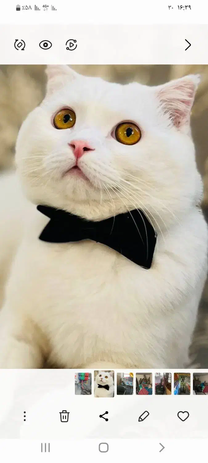 گربه  نژاد میکس پرشین اسکاتیش|گربه|مشهد, هفت تیر (آب و برق)|دیوار