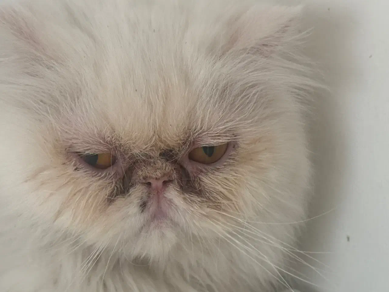 گربه پرشین سوپر فلت|گربه|مشهد, گوهرشاد|دیوار