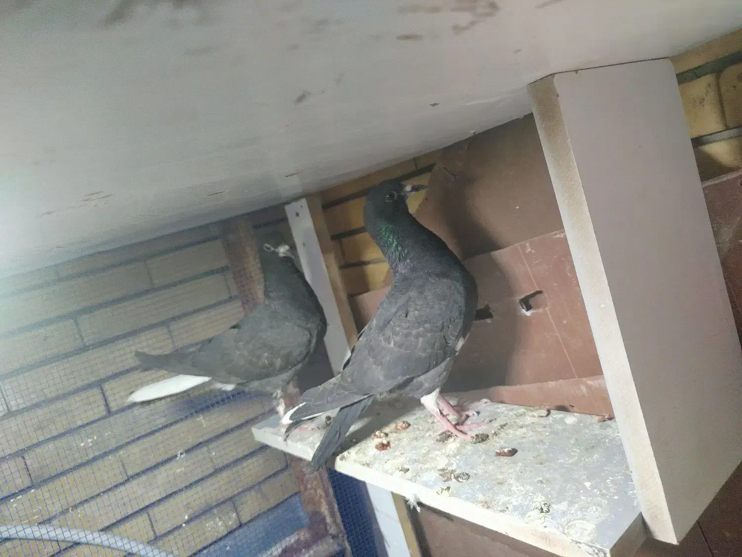 جوجه دم سفید|پرنده|زرند, |دیوار