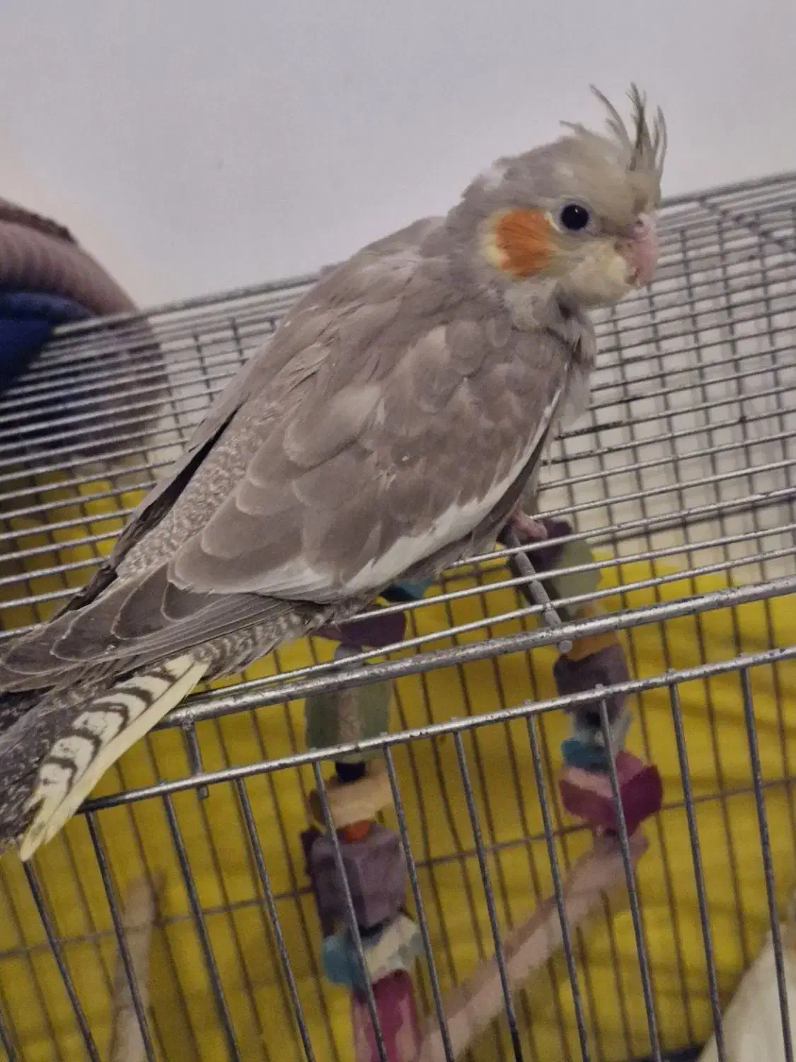 جوجه عروس هلندی|پرنده|لاهیجان, کوی خزر|دیوار