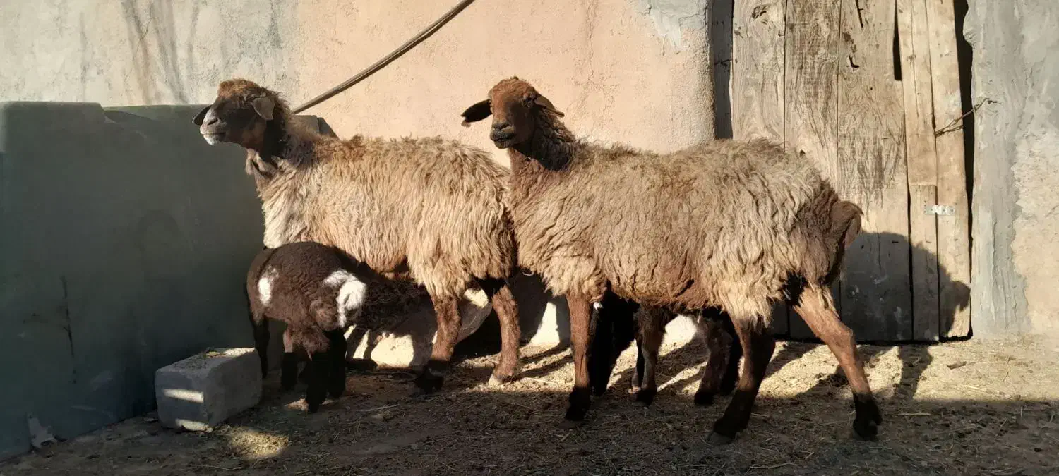 گوسفند میش بره|حیوانات مزرعه|شیروان (خراسان), |دیوار