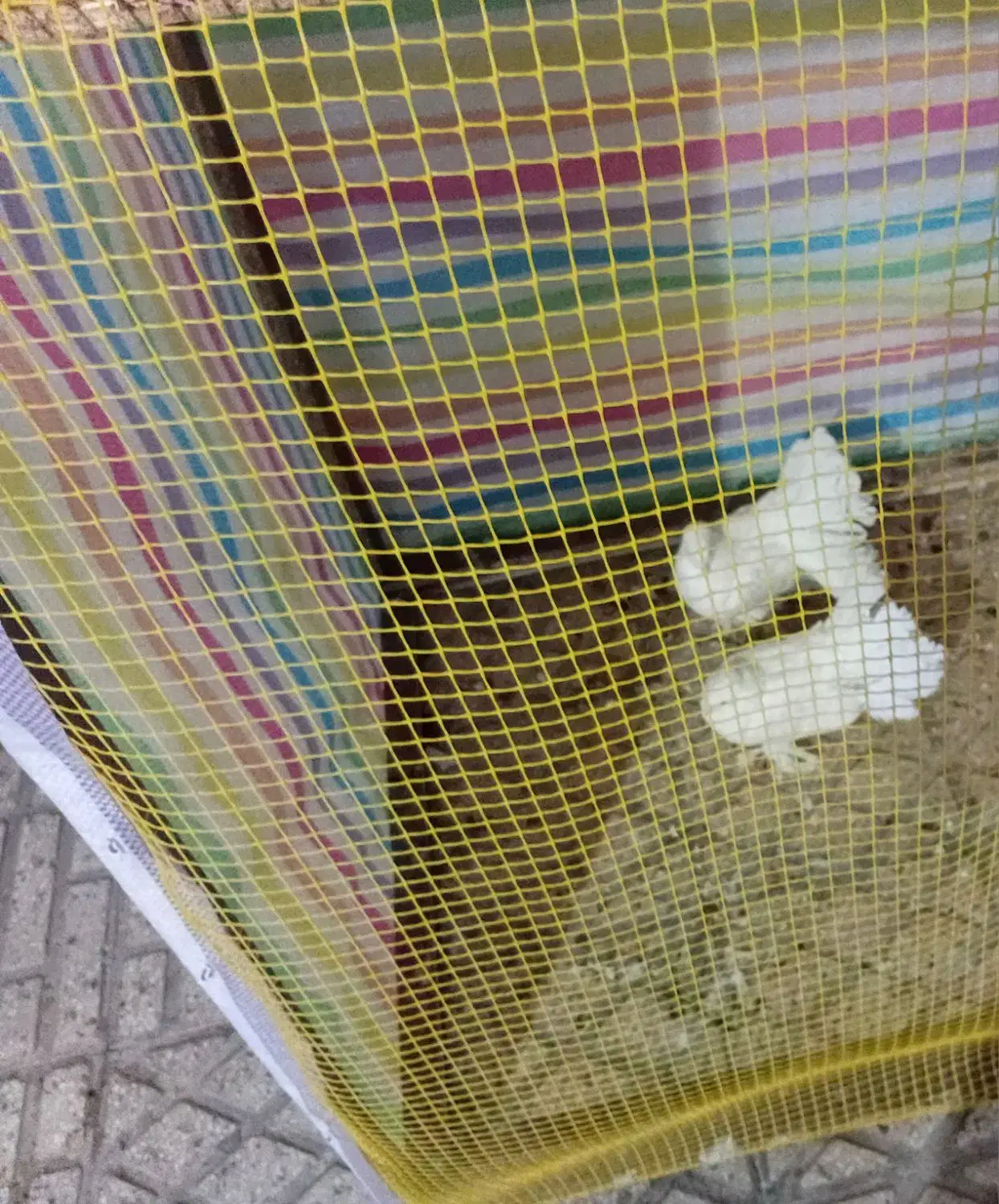 کفتر دم چتری پاپر|پرنده|اقبالیه, |دیوار