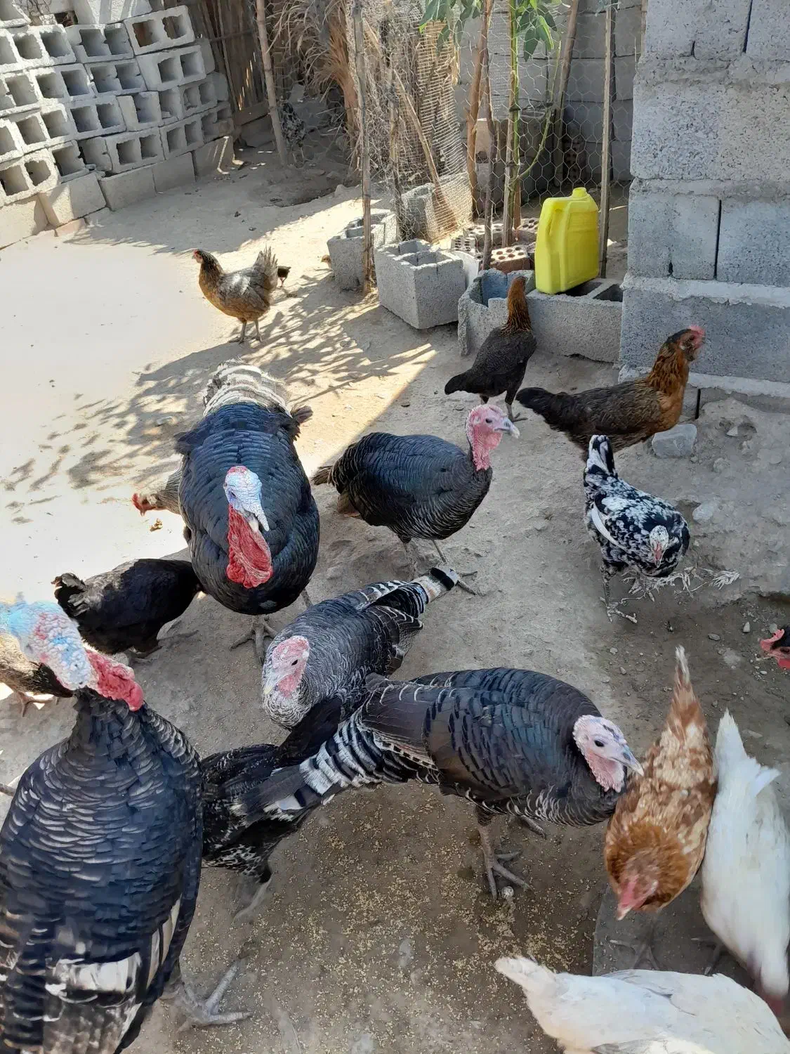 بوقلمون محلی|حیوانات مزرعه|کهنوج, |دیوار