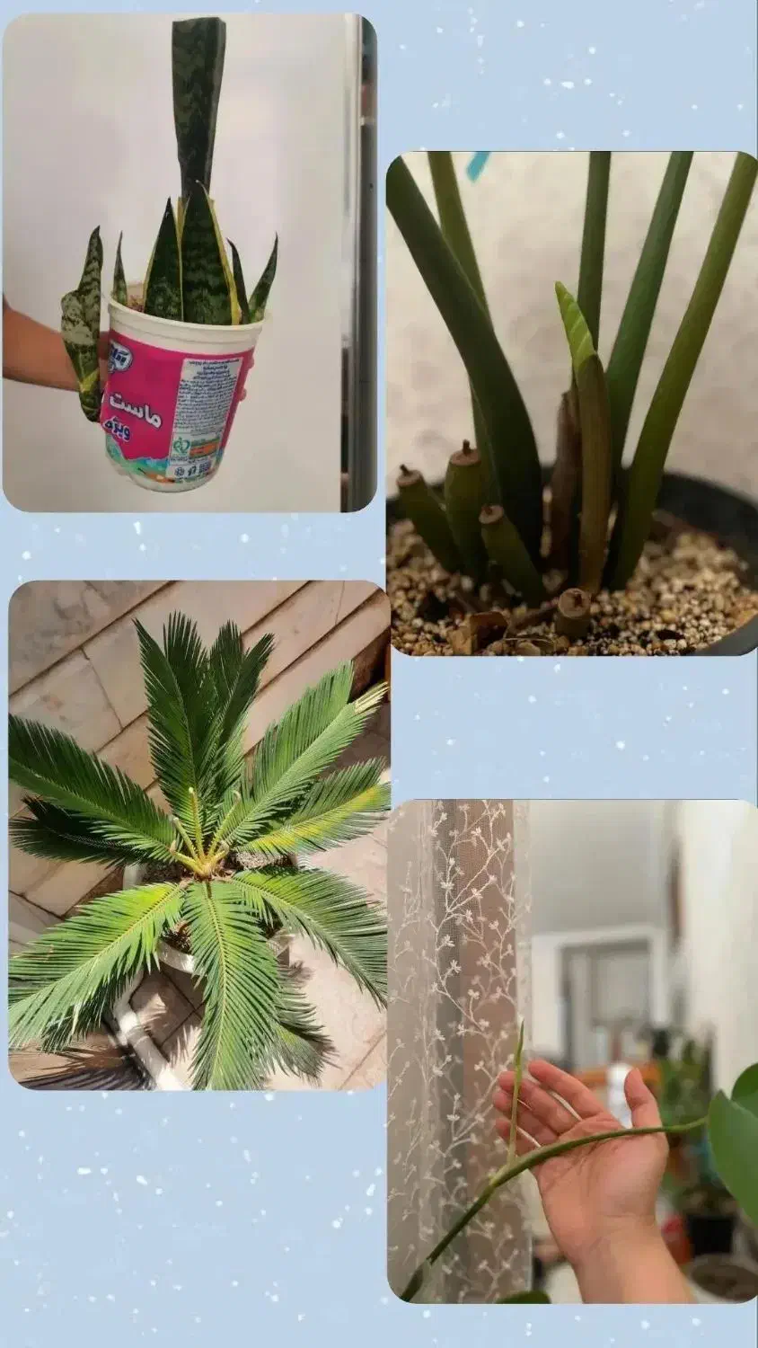 بررسی ،چکاپ تعویض خاک،کوددهی،حضوری گل وگیاه|گل و گیاه طبیعی|بیرجند, |دیوار