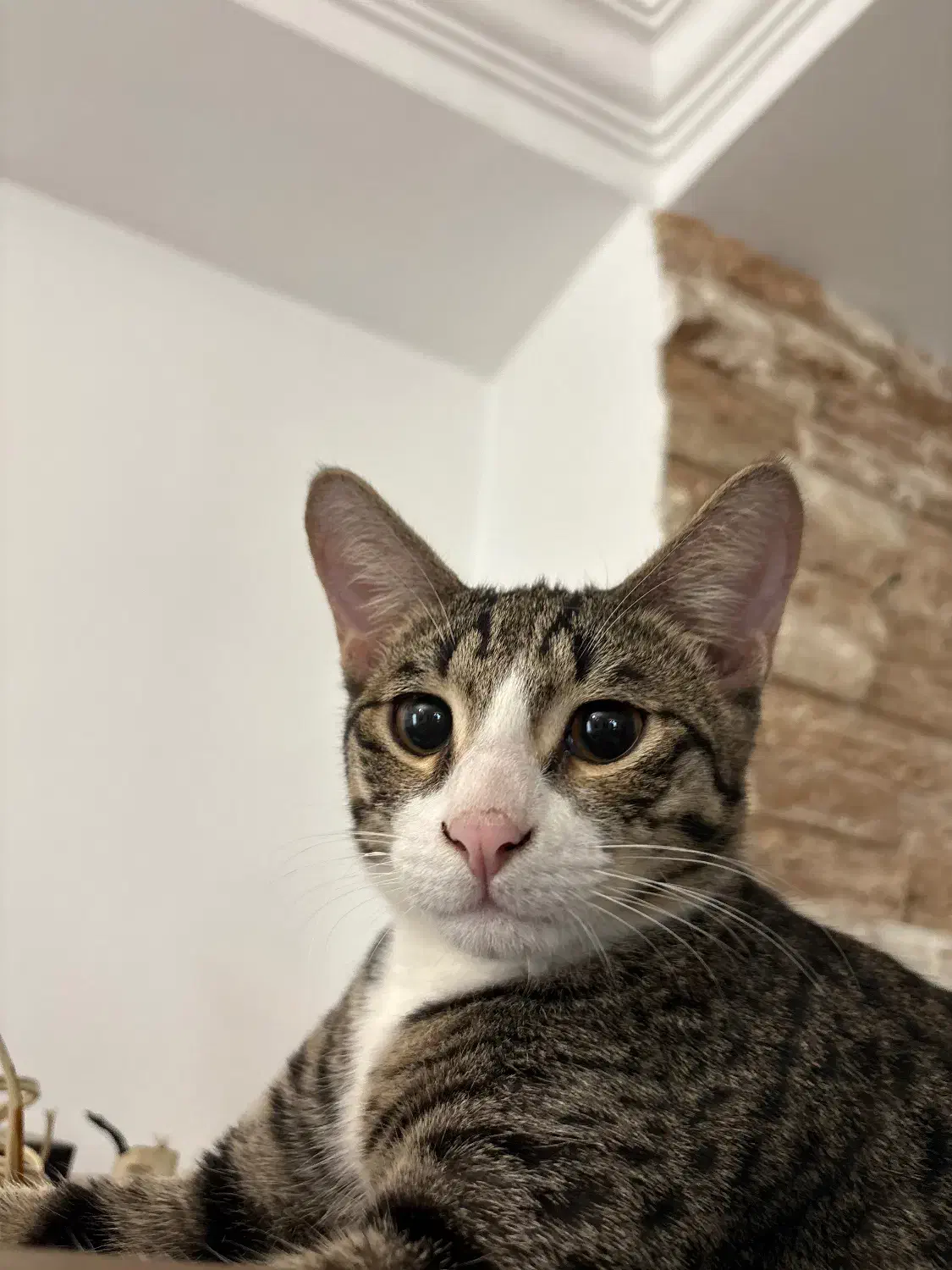 گربه ی نر مهربون و بامزه|گربه|ساری, |دیوار