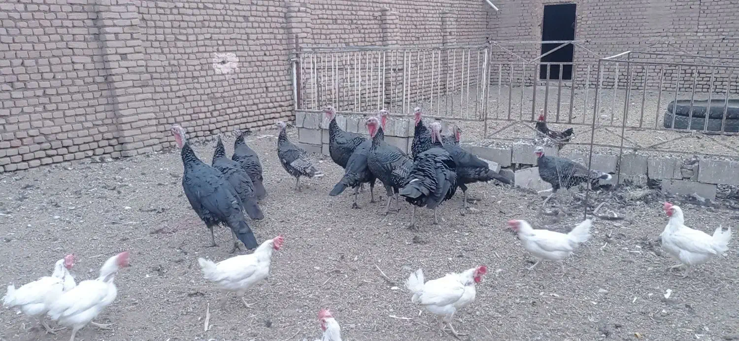 بوقلمون نر فروشی|حیوانات مزرعه|سبزوار, قصبه شرقی|دیوار