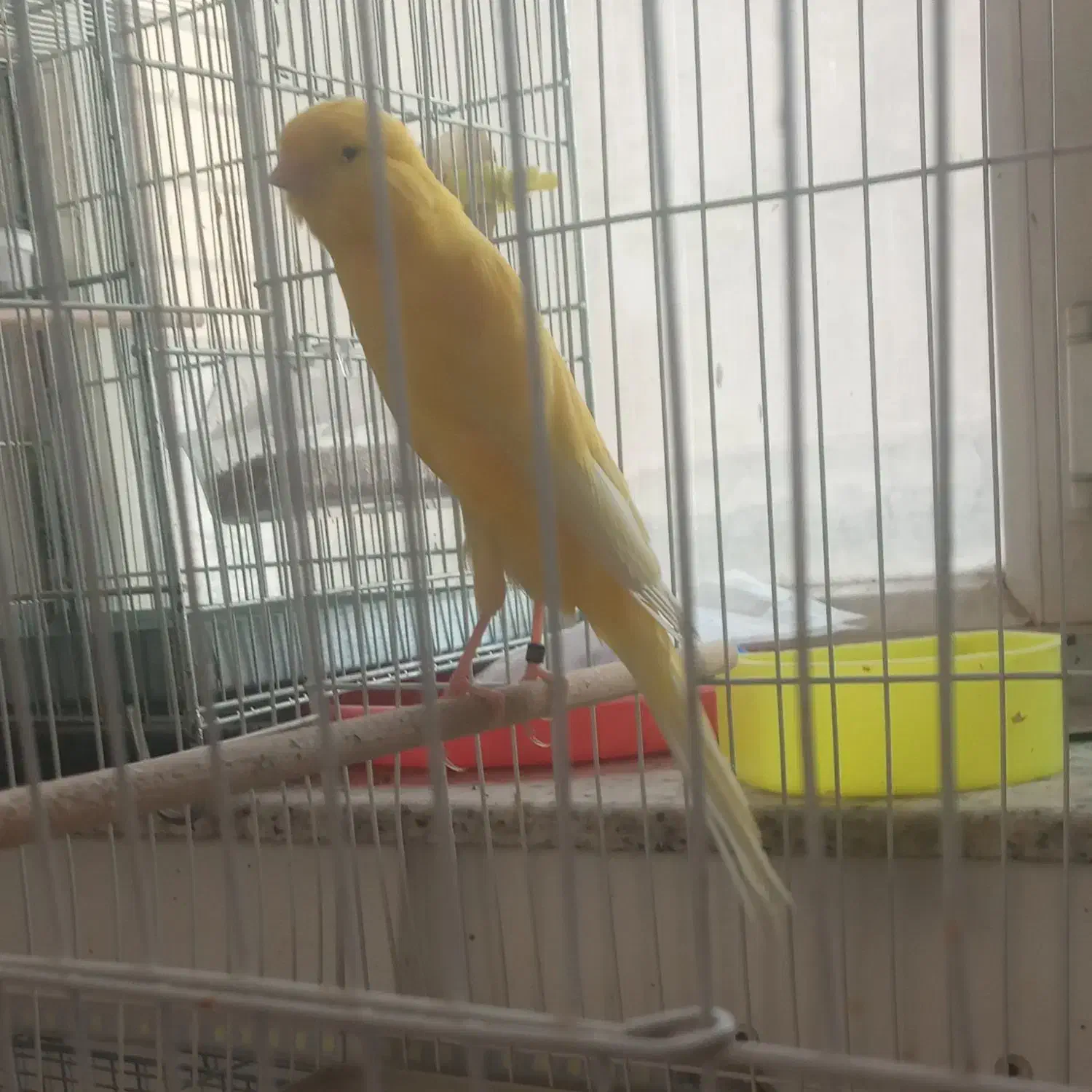 قناری|پرنده|سراب, |دیوار