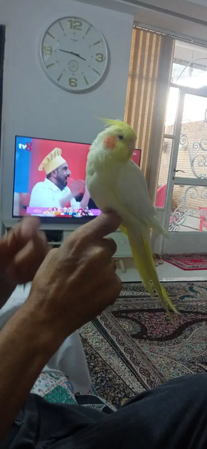 عروس هلندی ماده دستی|پرنده|اصفهان, بوزان|دیوار