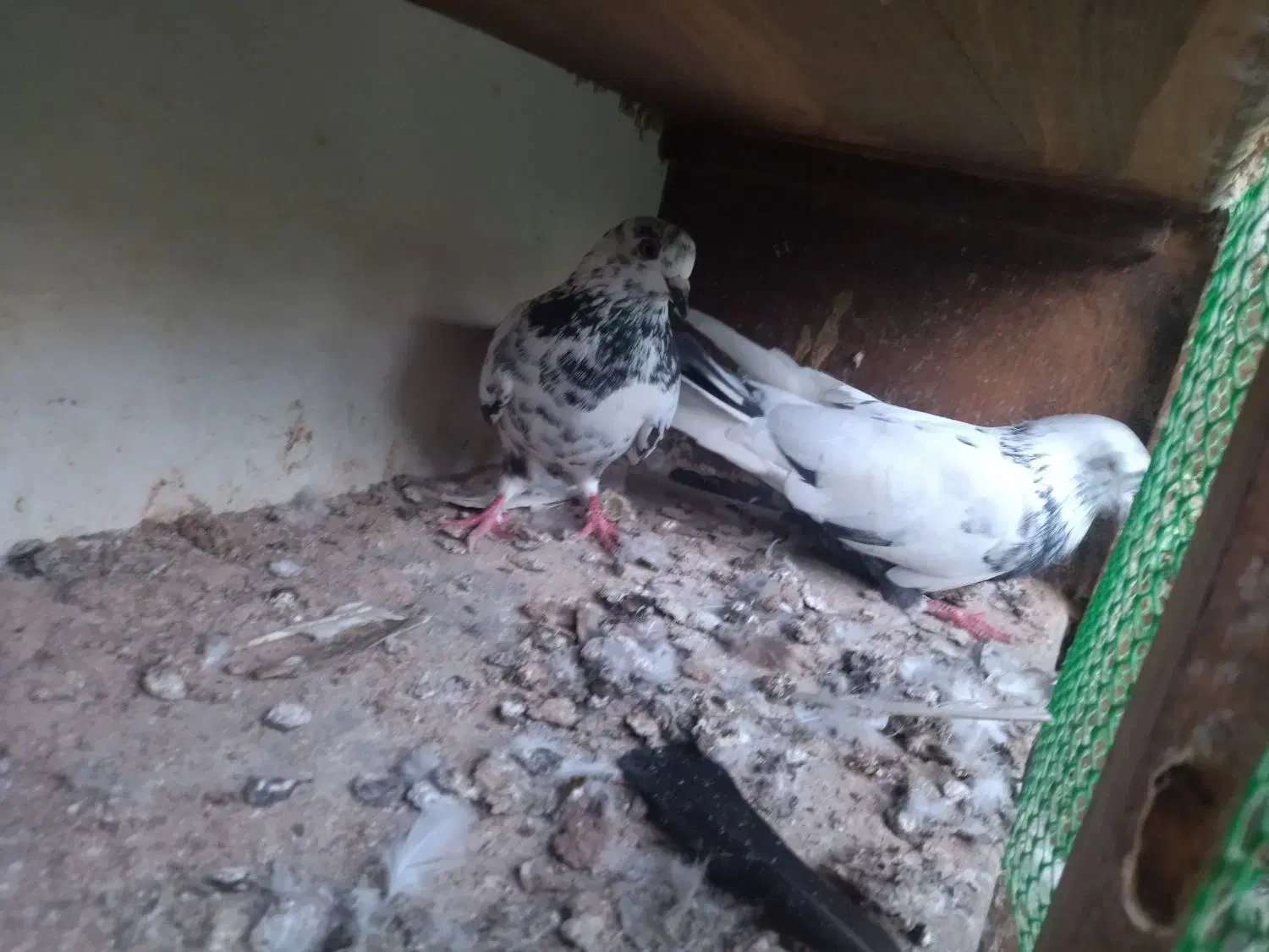 فروش کبوتر شازده و خالپیس|پرنده|بابل, |دیوار