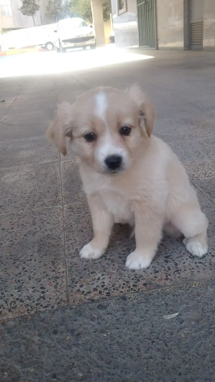 توله سگ|سگ|اسلام‌شهر, شهرک واوان|دیوار