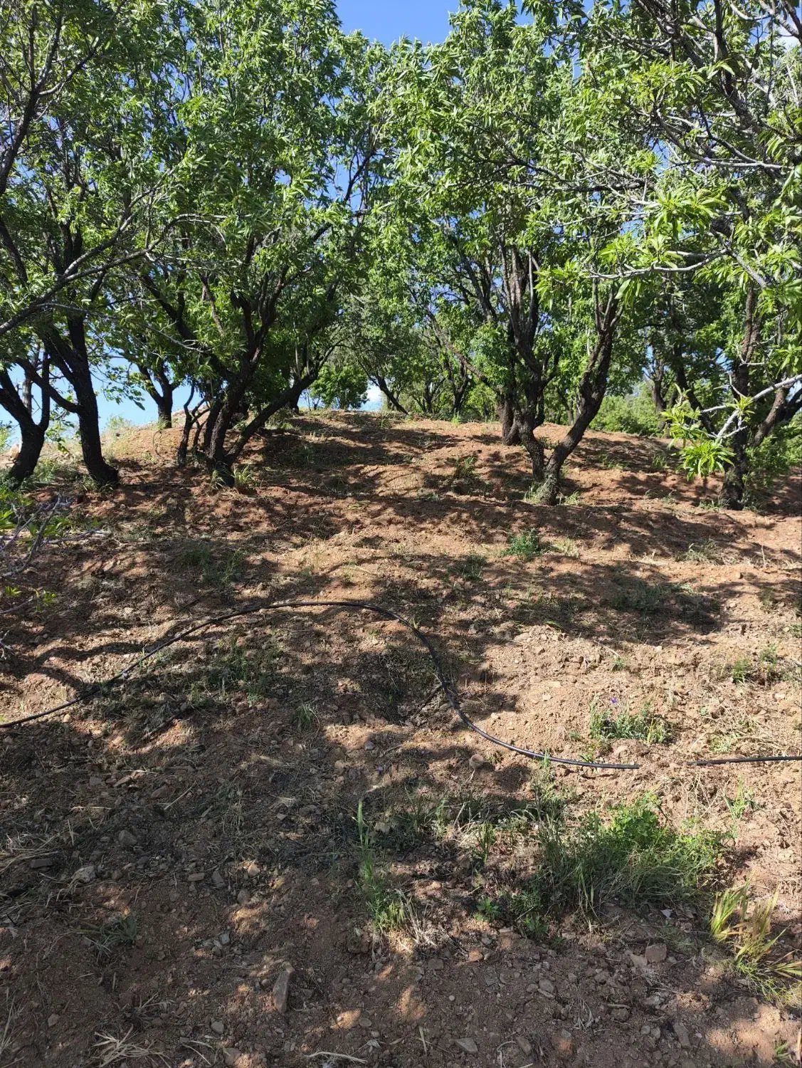 باغ درجه یک دوبر فنس کشی|فروش دفتر صنعتی، کشاورزی، تجاری|فولادشهر, فولادشهر|دیوار