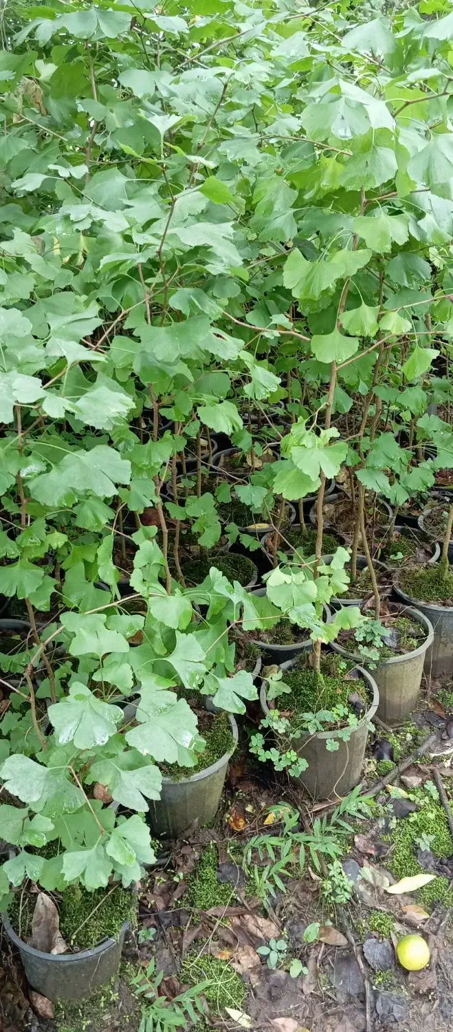 گل‌های فضای باز (بیرونی)|گل و گیاه طبیعی|کلاچای, |دیوار