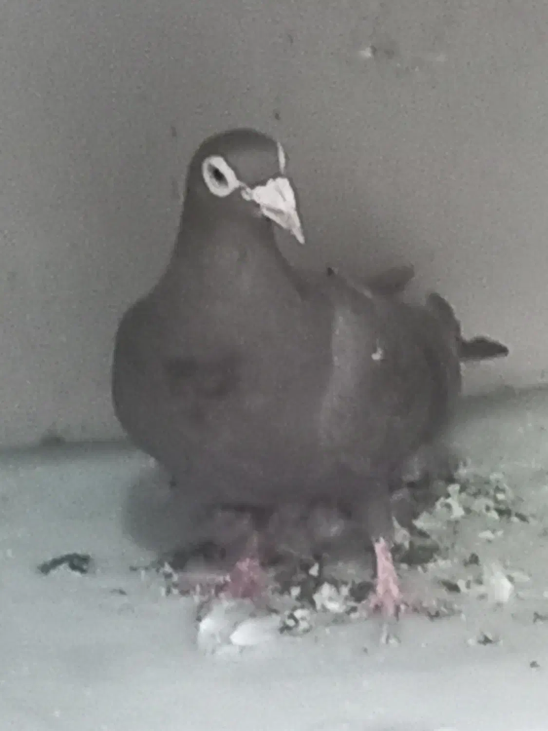 کبوتر|پرنده|اهواز, منبع اب|دیوار