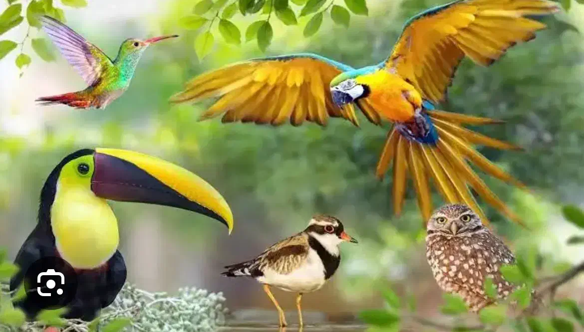 یه پرنده پیدا کردم|حیوانات|بهار, |دیوار