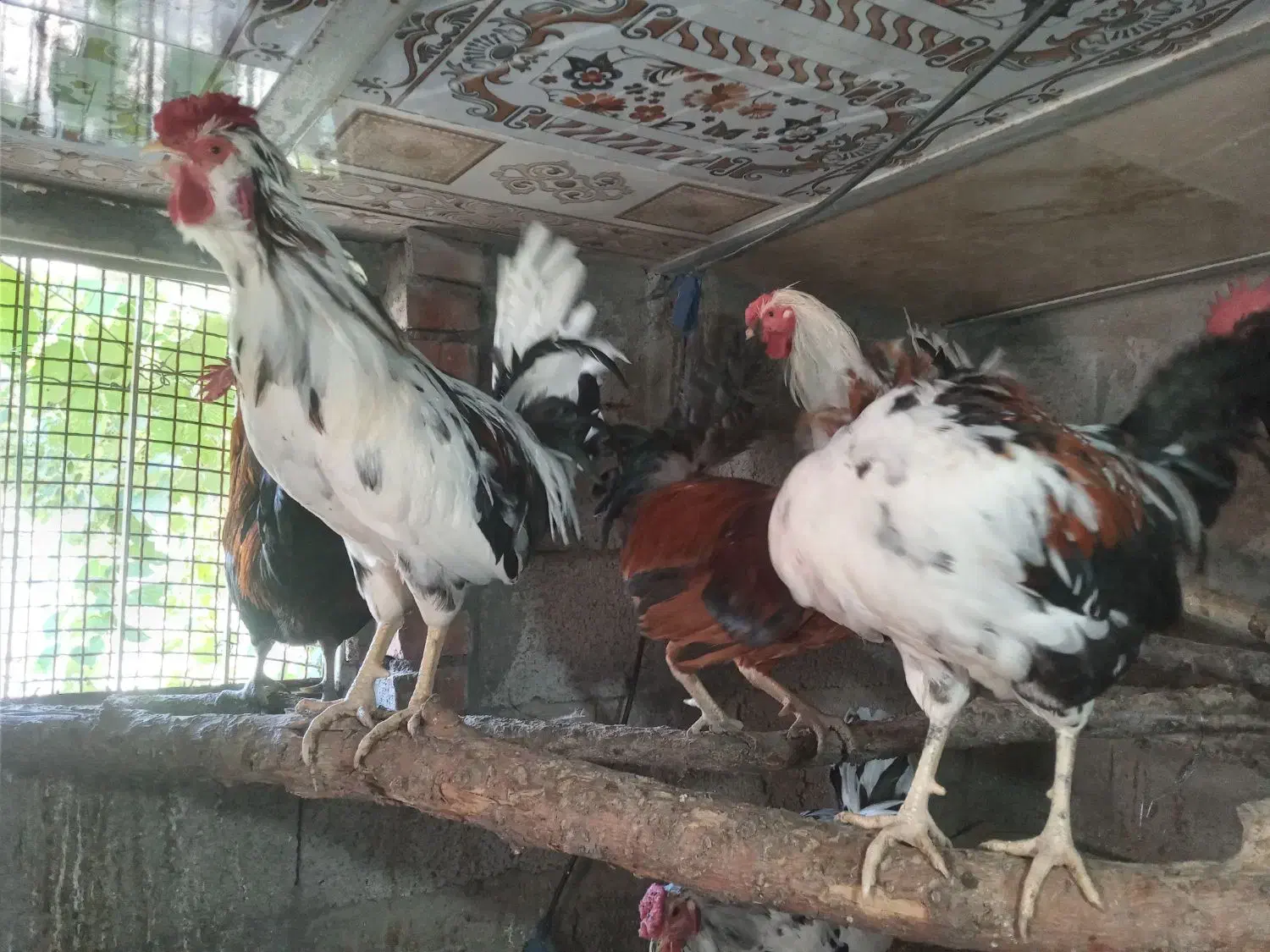 مرغ خروس های تازه محلی وبرهماو گلین چل تاج پنگوئنی|حیوانات مزرعه|اسکو, |دیوار