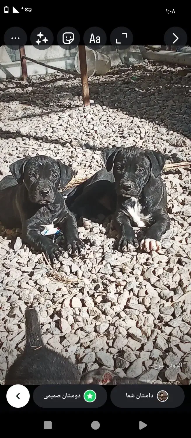 فروش سگ|سگ|سیرجان, |دیوار