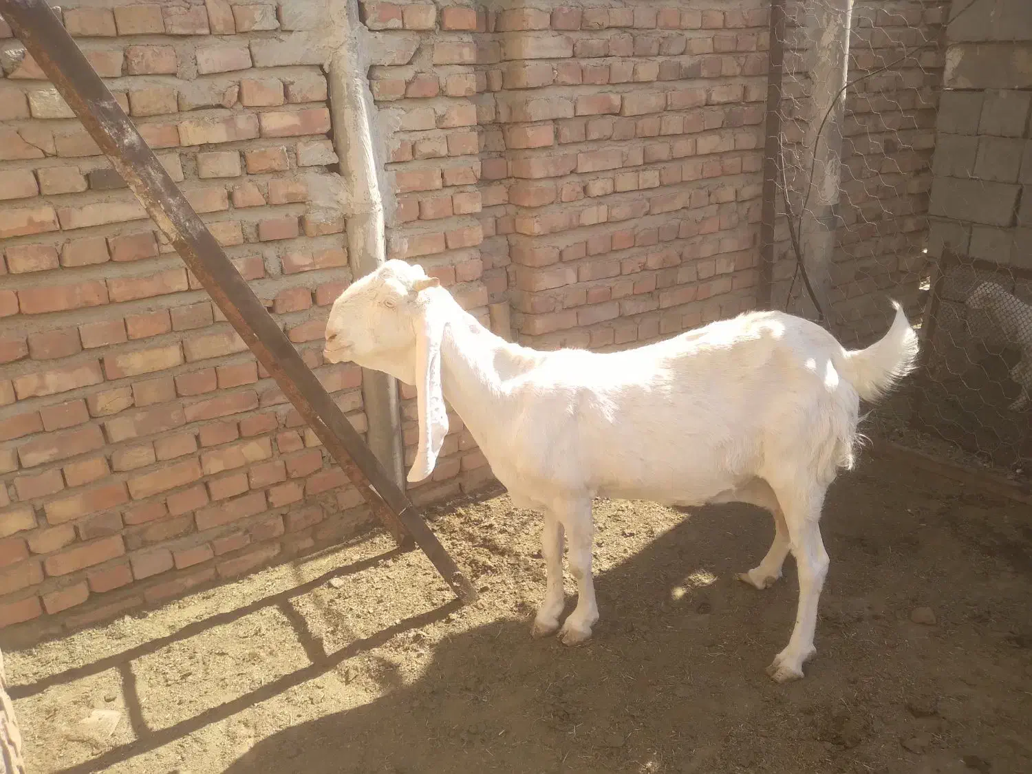 بز گلابی اصیل|حیوانات مزرعه|ایرانشهر, |دیوار