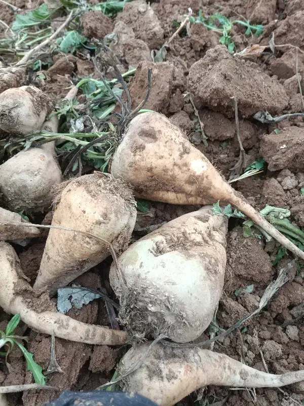 چغندر قند|لوازم جانبی حیوانات|دشتابی, |دیوار