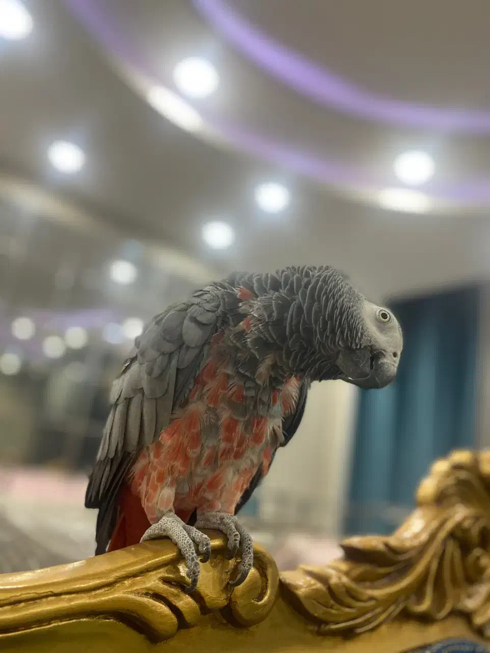 کاسکو ماده آماده جفتگیری فروشی نیست|پرنده|شاهین‌شهر, فیض|دیوار