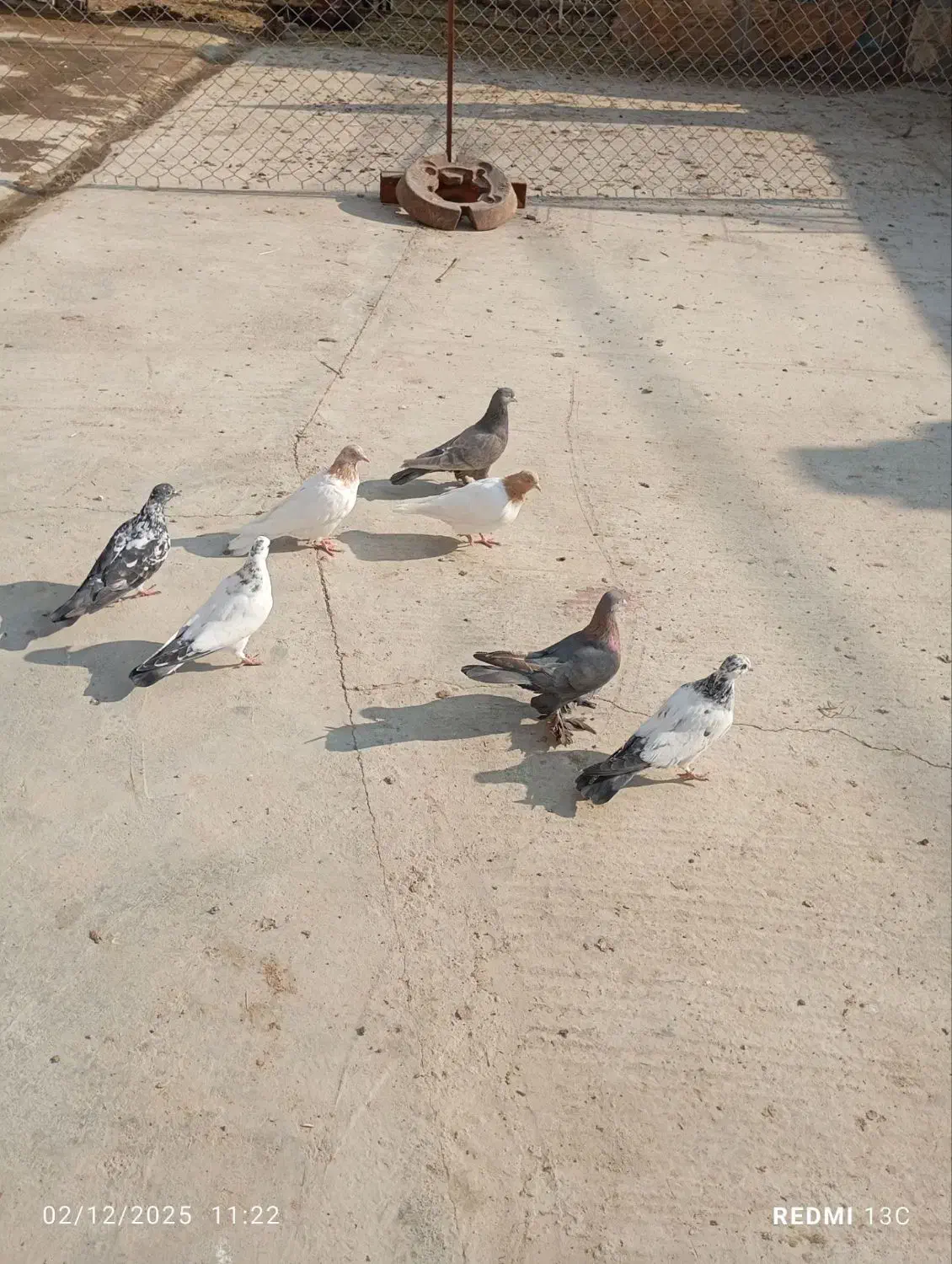 کبوتر|پرنده|ایلخچی, |دیوار