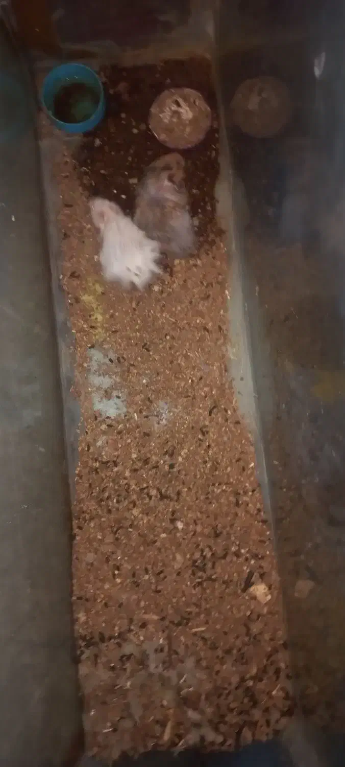 همستر دستی|موش و خرگوش|جهرم, |دیوار