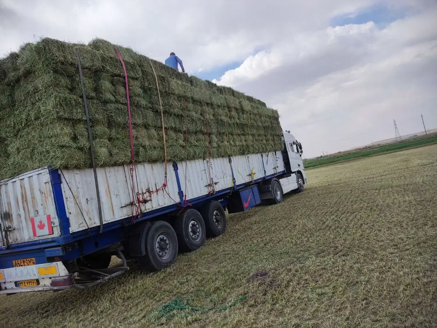 یونجه .کلش .جو درجه یک|لوازم جانبی حیوانات|اشکذر, |دیوار