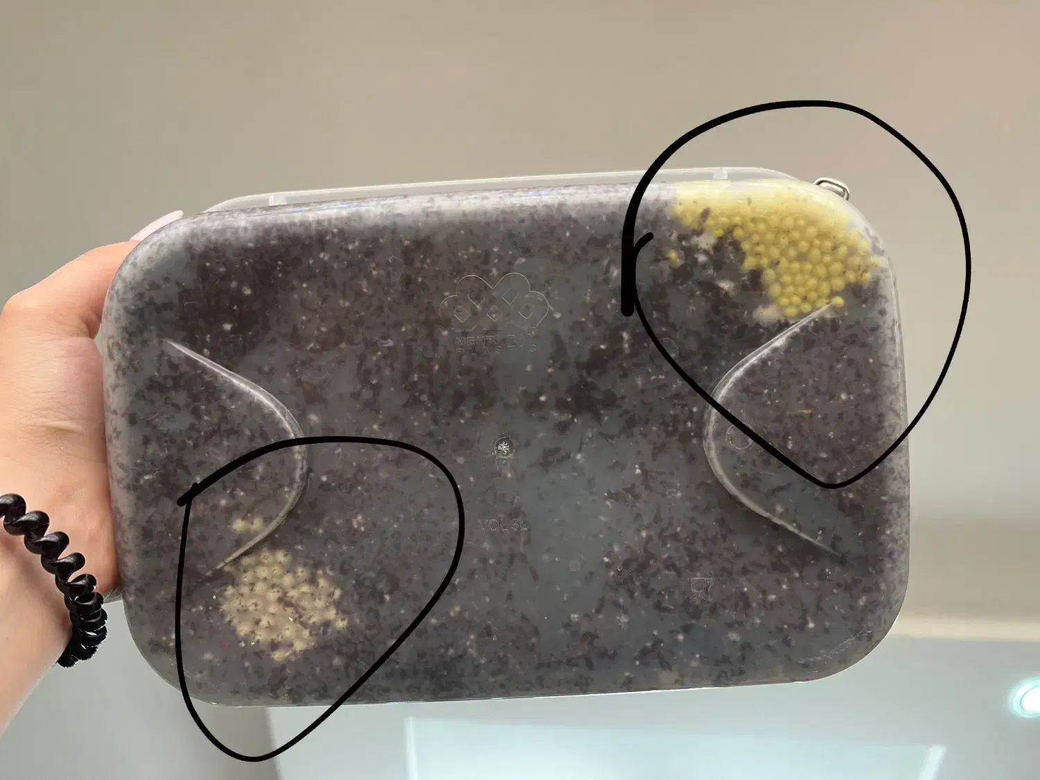 حلزون آلبینو|خزنده|شیراز, زرهی|دیوار