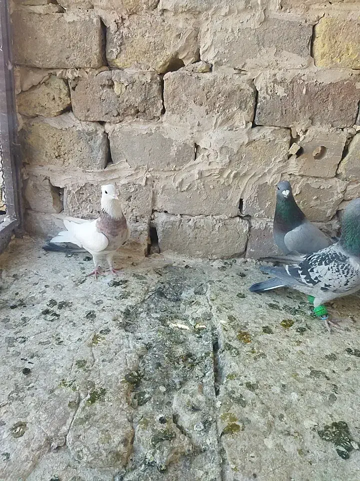 کفتر پرشی|پرنده|تربت‌حیدریه, مسجد جامع|دیوار