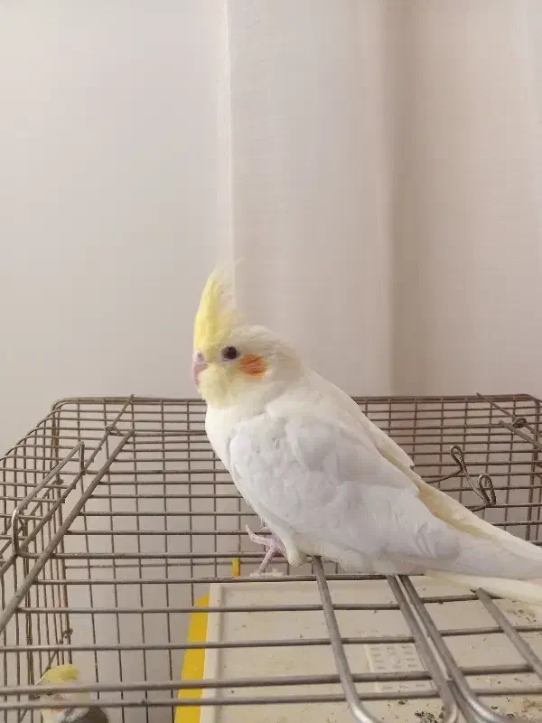 پرنده|پرنده|رودهن, |دیوار