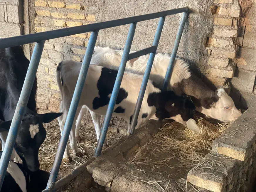 گوساله نر|حیوانات مزرعه|تربت‌حیدریه, شهرک ولیعصر|دیوار