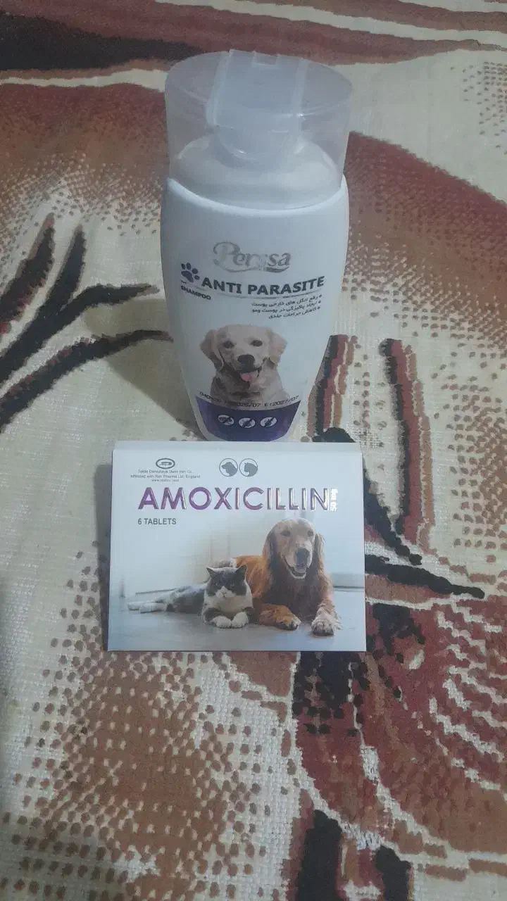 سک پاکوتا اشپید|سگ|بجنورد, |دیوار