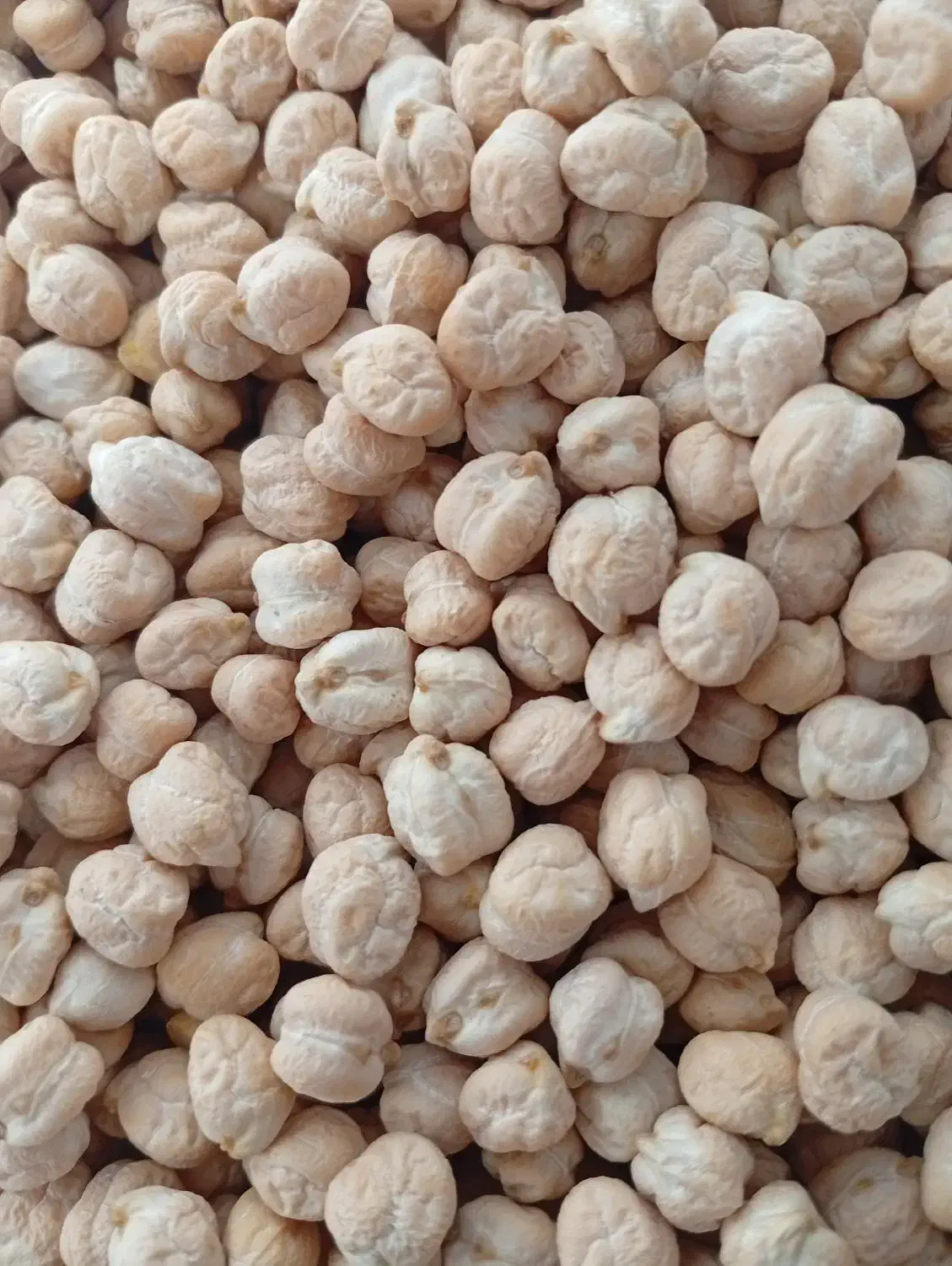 نخود گکسو|خوردنی و آشامیدنی|روانسر, |دیوار