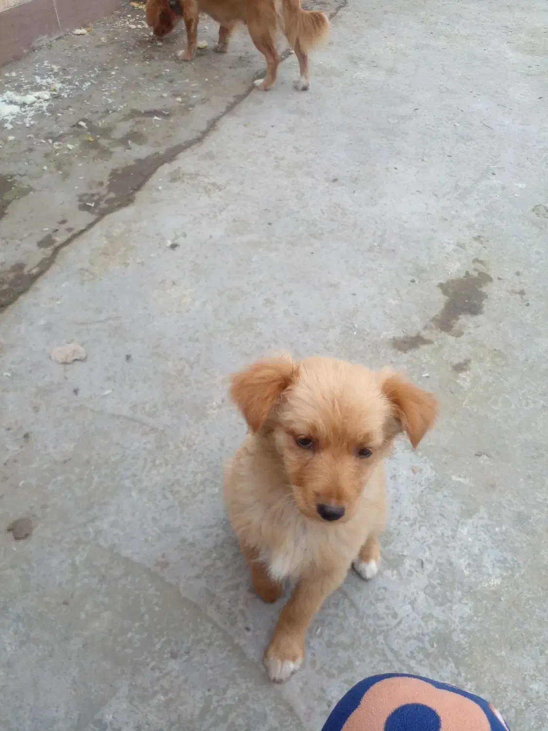 حیوان خانگی|سگ|آستانه اشرفیه, |دیوار