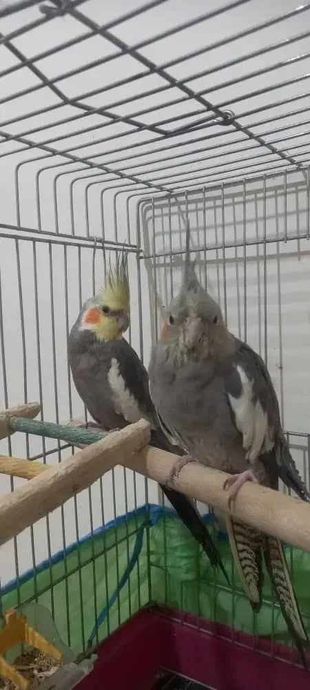 جفت عروس هلندی|پرنده|نجف‌آباد, شیخ آباد|دیوار