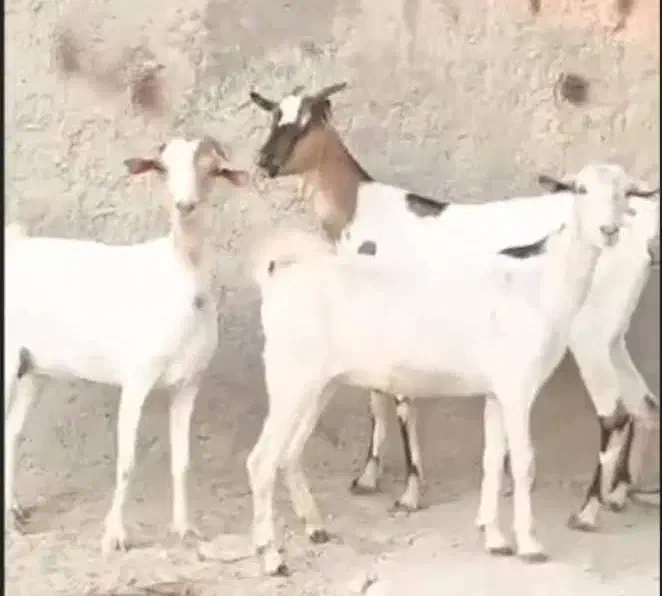 بز سه عدد ابستن سه دونه قیمت اخرش ۲۱|حیوانات مزرعه|بندرعباس, |دیوار