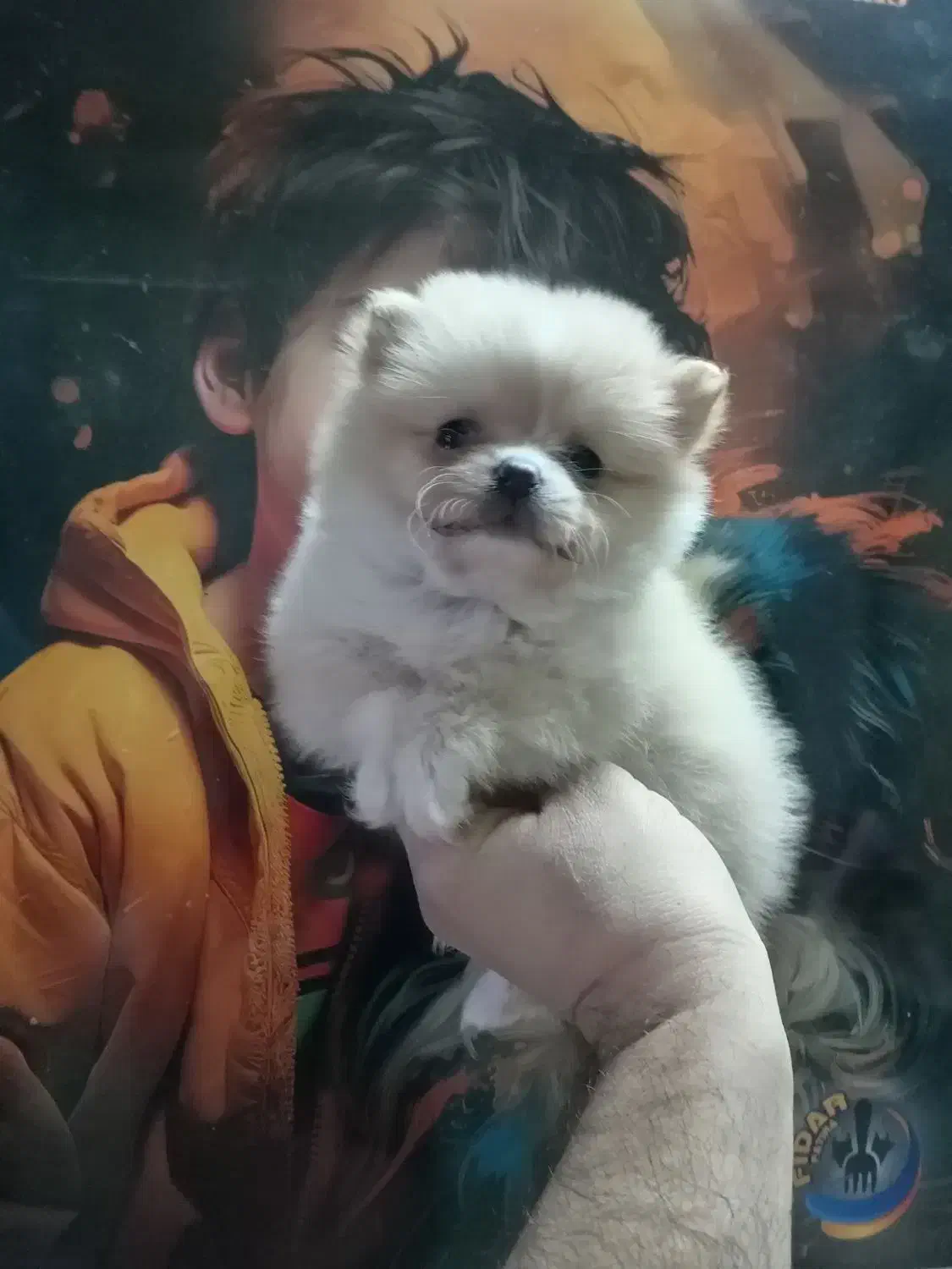 پامر، شی واوا، فرنچ بولداگ و پودل|سگ|اصفهان, همتآباد|دیوار