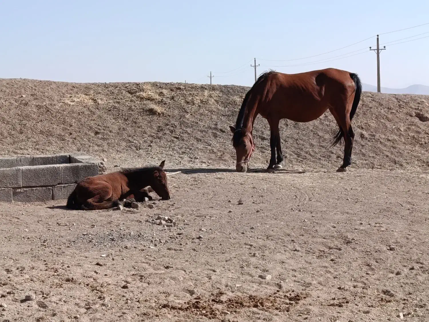 مادیون اصیل کورد سردم گیر پرخون معاوضه با گوسفند|اسب و تجهیزات اسب‌سواری|کنگاور, |دیوار