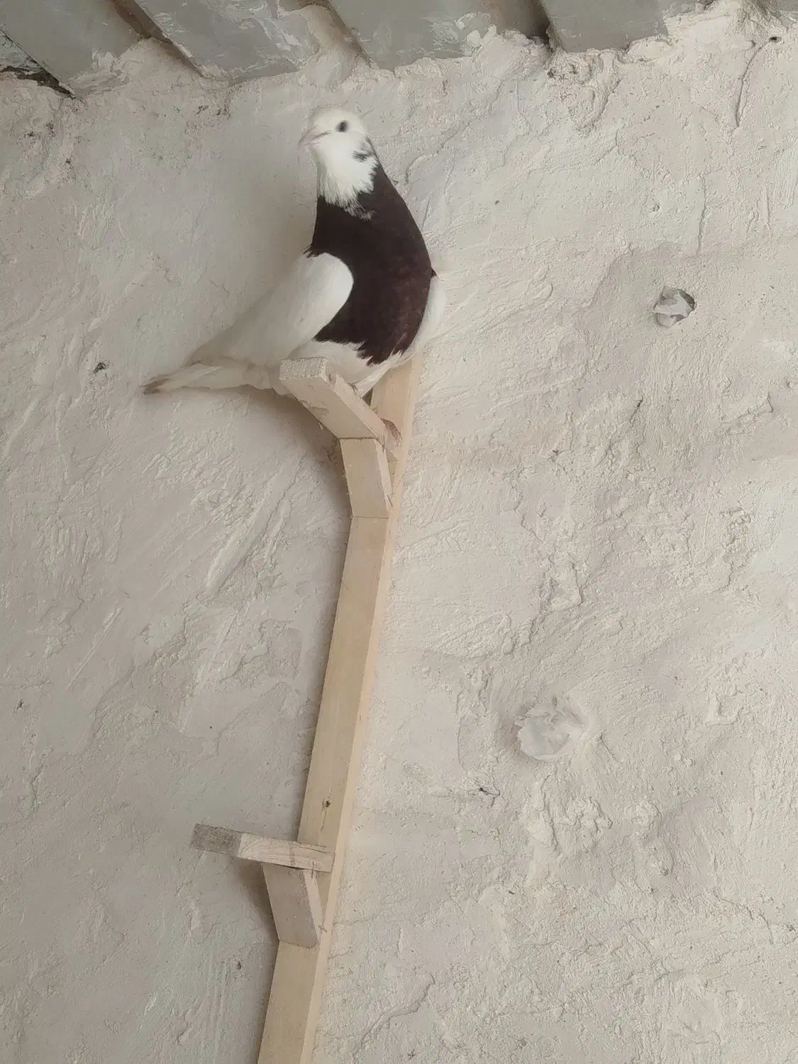 طوقی سرخ|پرنده|اسفراین, |دیوار