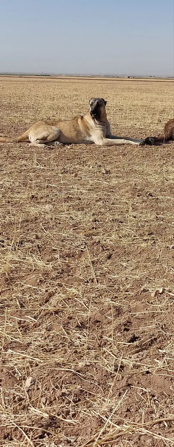 سگ سرابی گله‌ای|سگ|سردرود, |دیوار