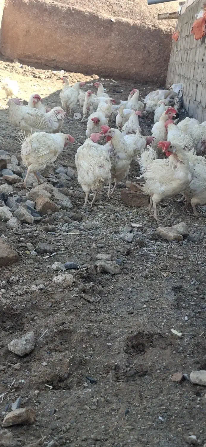 مرغ تخمی|حیوانات مزرعه|تربت جام, جامرود|دیوار