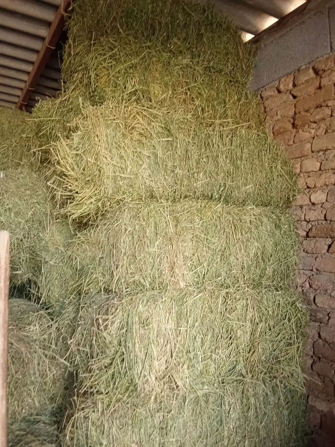 یونجه چین اخر|لوازم جانبی حیوانات|اسدآباد, |دیوار