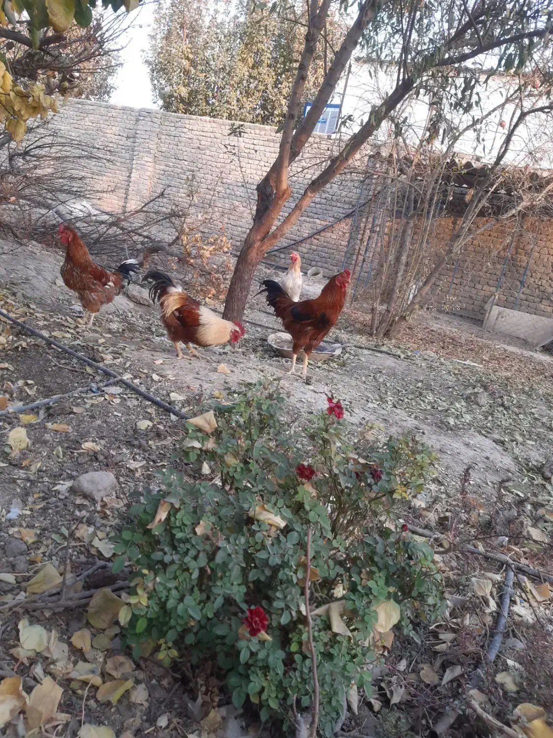 خروس لاری و محلی|حیوانات مزرعه|پیشوا, |دیوار