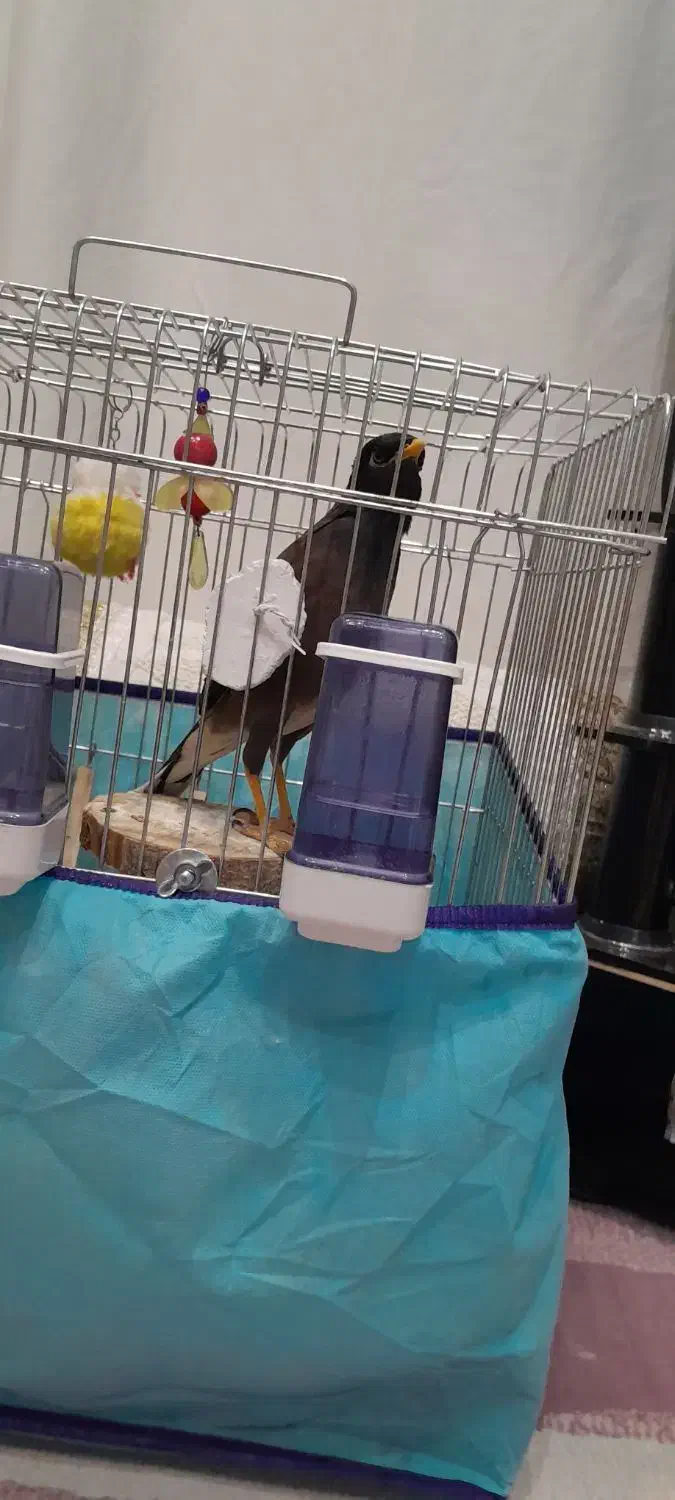 مرغ مینا چشم ستاره ای نر|پرنده|فسا, |دیوار