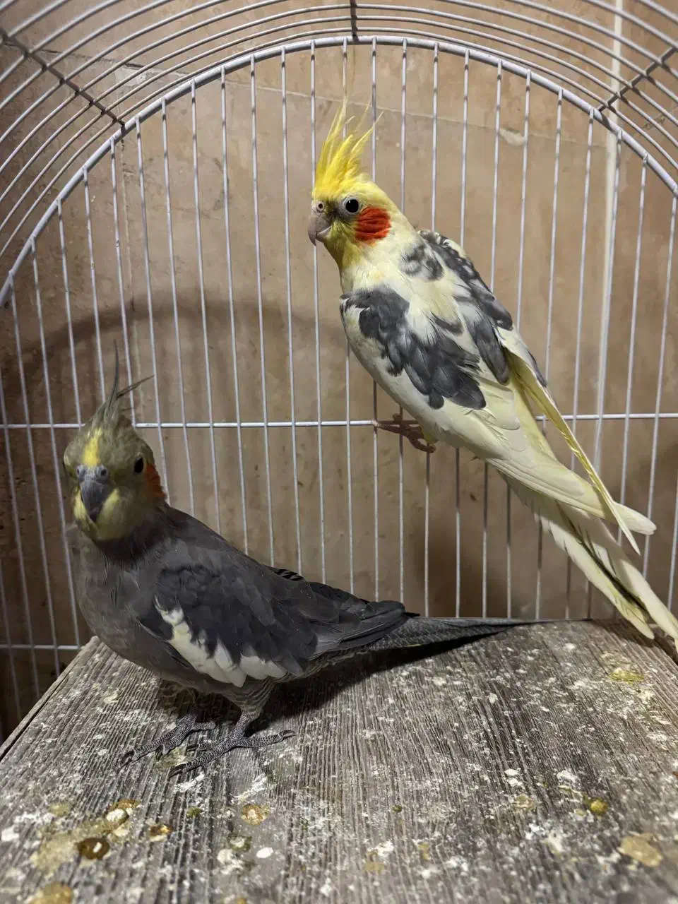 عروس هلندی رام مولد|پرنده|تهران, سازمان آب|دیوار