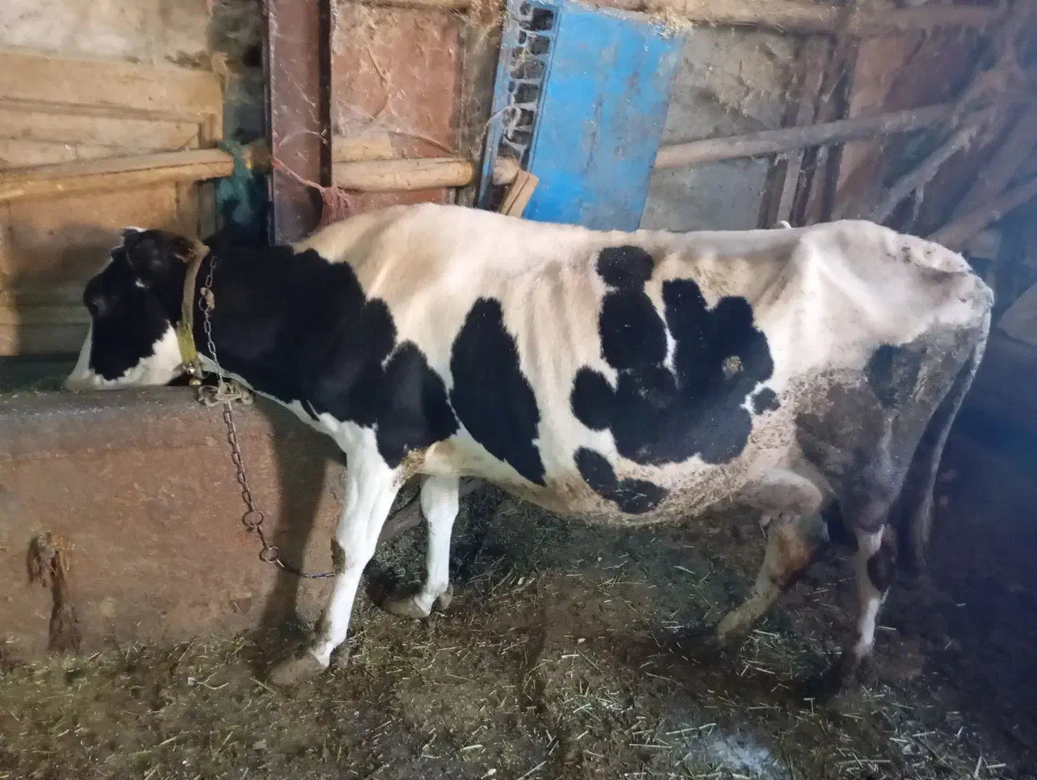 گاو شیری|حیوانات مزرعه|جونقان, |دیوار