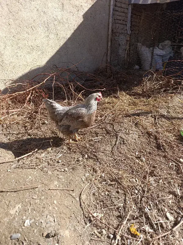 فروش مرغ|حیوانات مزرعه|محمدیار, |دیوار