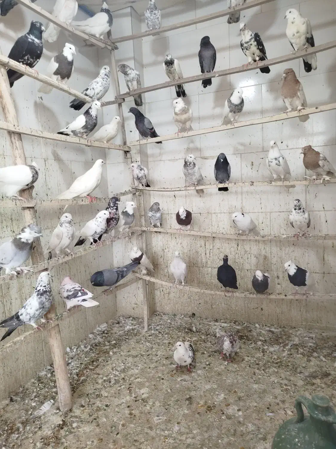 پنجاه عدد کبوتر|پرنده|پیر بکران, |دیوار