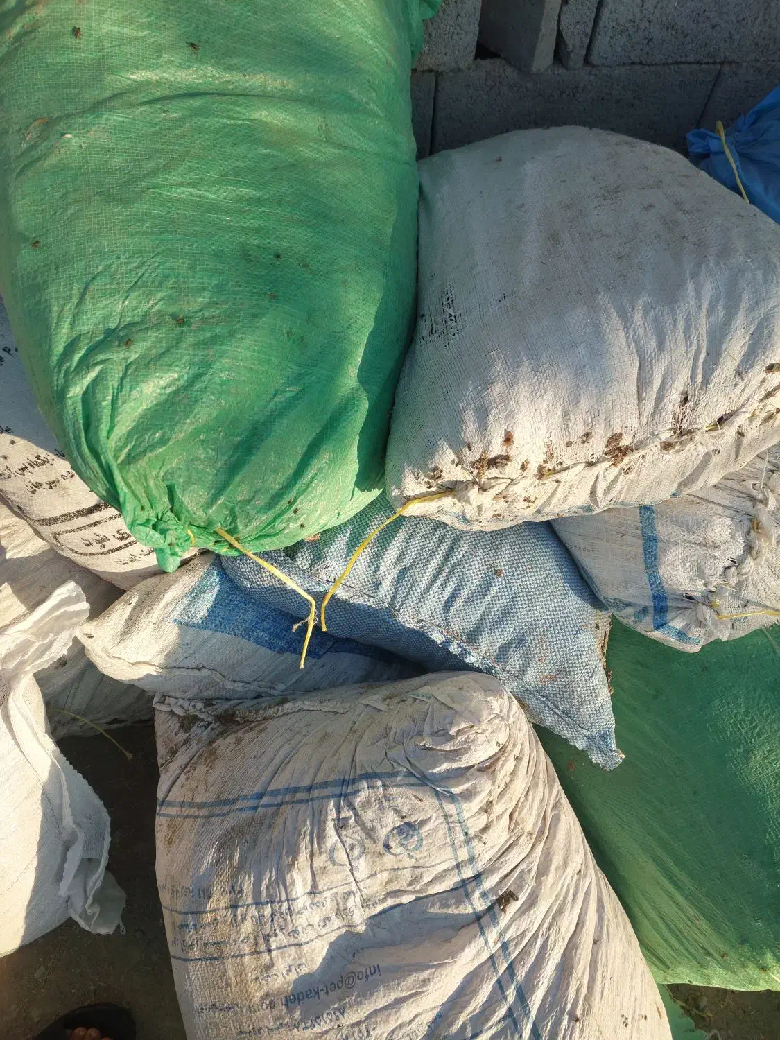 سلنگ خرمایی|لوازم جانبی حیوانات|میناب, |دیوار